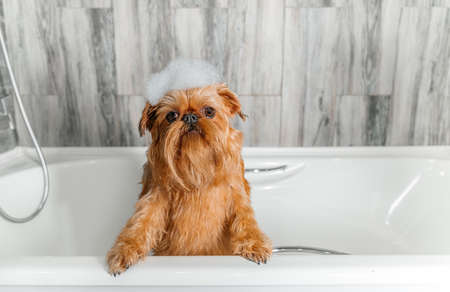 A cute little Griffon dog takes a bubble bath with his paws up on the edge of the tub. high quality photoの写真素材