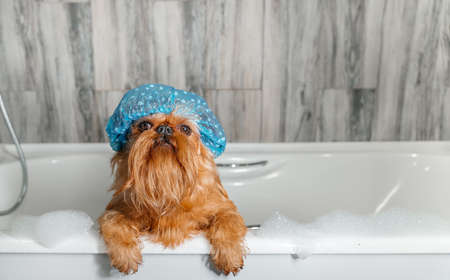 Brussels Griffon in the bath, wearing a bathing cap.. High quality photoの写真素材