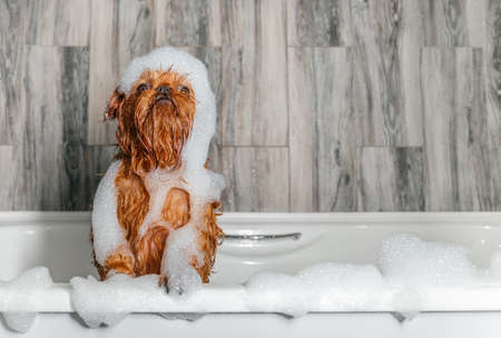 A cute little Griffon dog takes a bubble bath with his paws up on the edge of the tub. high quality photoの写真素材