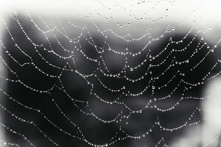 Beautiful natural background with a necklace of water drops on a cobweb in the grass in spring summer. The texture of the dew drops on the web in nature macro macro with soft focus. high quality photoの写真素材