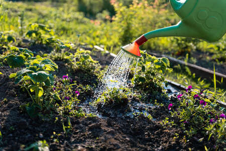 Watering can on the garden, Watering the garden at sunset, Vegetable watering can. high quality photoの写真素材