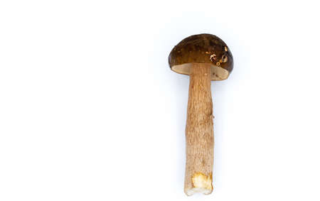One whole edible mushroom on a white background isolated close-up, white mushroom, beautiful brown mushroom, penny bun. high quality photoの写真素材
