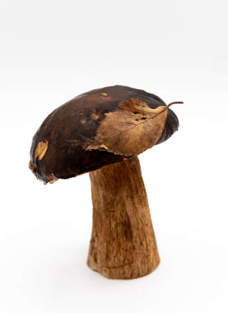 One whole edible mushroom on a white background isolated close-up, white mushroom, beautiful brown mushroom, penny bun. high quality photoの写真素材