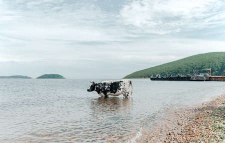 The cow is cooling down, going to bathe, taking a bath and standing in the sea. high quality photoの写真素材