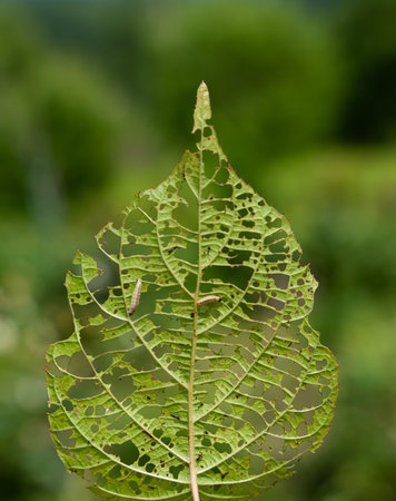 image of an actinidia leaf with holes eaten by caterpillars, two caterpillars eat the leaf. high quality photoの写真素材