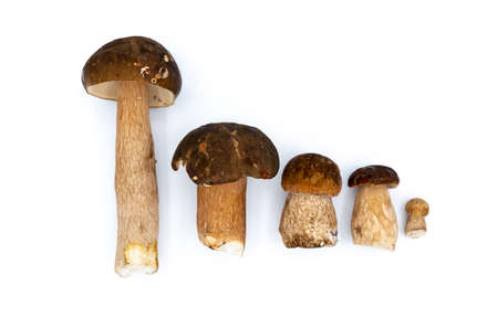 A number of forest mushrooms of different sizes and shapes on a plain white background. Lots of white mushrooms. high quality photoの写真素材