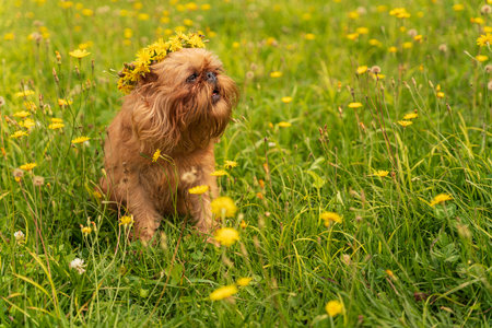 Red dog breed Brussels Griffon on green grass, wreath on head . high quality photoの写真素材