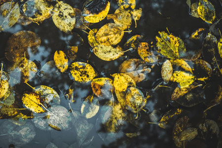 Colorful autumn leaves in a puddle, floating autumn leaves. Autumn season leaves in a rain puddle. high quality photoの写真素材