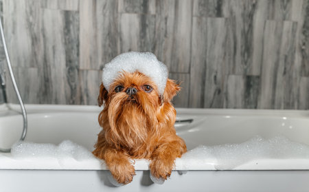 A cute little Griffon dog takes a bubble bath with his paws up on the edge of the tub. high quality photoの写真素材