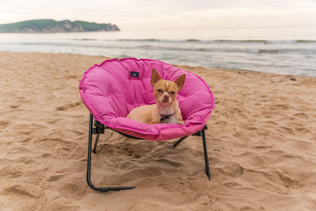Russian Toy Terrier dog sits on a pink sun lounger on the seashore.の写真素材