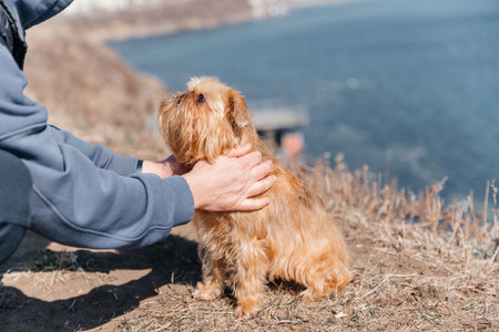 Best friend concept. A man scratches his dog on the street, selectively focuses. A young oriental guy plays with his charming pet, spends time with a Brussels Griffonの写真素材