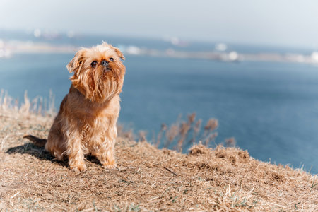 Close-up of a Brussels Griffon dog in front of the seaの写真素材