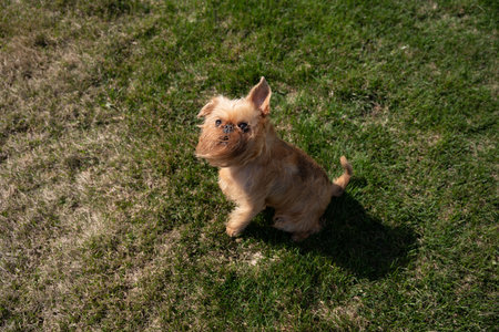 Brussels Griffon dog sits on the grass. The dog is playing outside. Sticking out one earの写真素材