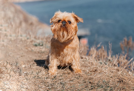 Close-up of a Brussels Griffon dog in front of the seaの写真素材