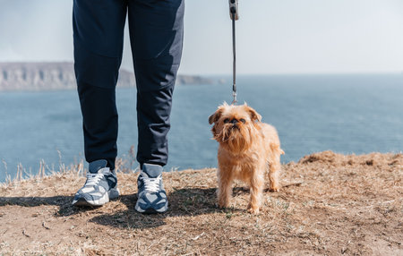 Brussels Griffon walks beautifully on a leash with the owner during a walk by the seaの写真素材