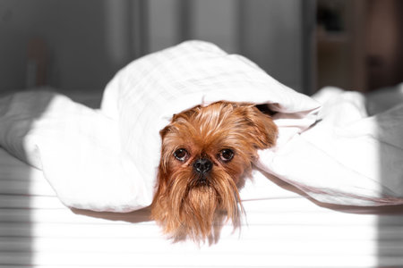 The owner feeds the Brussels Griffon dog with a cucumberの写真素材