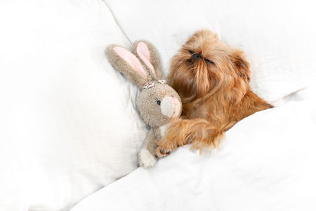 Cute dog sleeps in bed with a fluffy toy hare, top view. Brussels griffon resting at home in a clean white bedroomの写真素材