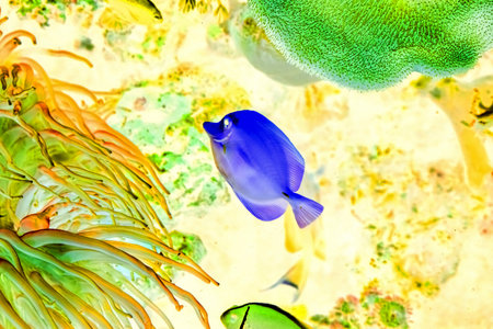 Colorful aquarium fishes in dark blue water. Abstraction. Art photo. Color inversion.の写真素材
