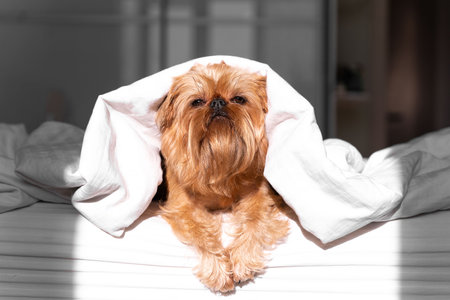 Bored young Brussels Griffon dog under a white blanket. A pet warms up under a blanket in cold winter weather.の写真素材