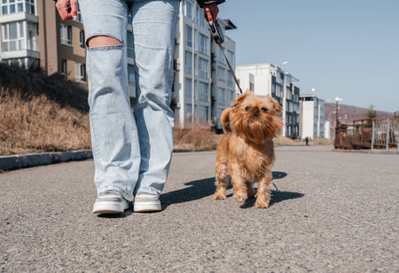 Walking a Brussels Griffon dog in the city. Dog and owner for a walk. high quality photoの写真素材