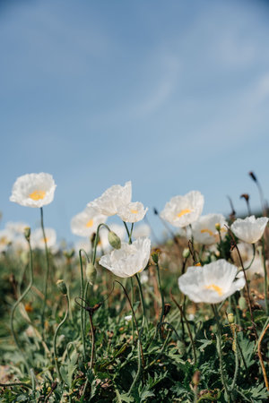 White poppy, panorama. Poppies bloom in the garden. Delicate flower. Bright white poppy attracts bees. Poppy idyll.の写真素材