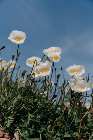 White poppy, panorama. Poppies bloom in the garden. Delicate flower. Bright white poppy attracts bees. Poppy idyll.の写真素材
