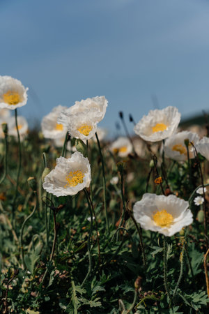 White poppy, panorama. Poppies bloom in the garden. Delicate flower. Bright white poppy attracts bees. Poppy idyll.の写真素材