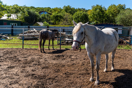 White horse on pasture in forestの写真素材
