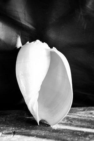 A black and white photograph of a chambered nautilus shell Nautilus pompilius shows a beautiful spiral pattern.の写真素材