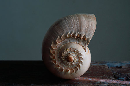 An image of a large empty ocean snail shell. Underwater animals. Seashells. Interior photo. Melo...