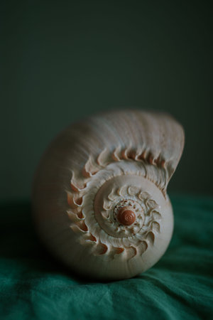 An image of a large empty ocean snail shell. Underwater animals. Seashells. Interior photo. Melo Diademの写真素材
