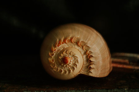 An image of a large empty ocean snail shell. Underwater animals. Seashells. Interior photo. Melo Diademの写真素材