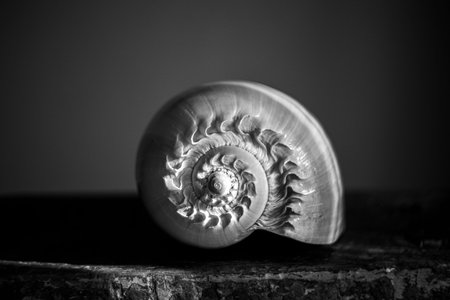 A black and white photograph of a chambered nautilus shell Nautilus pompilius shows a beautiful spiral pattern.の写真素材