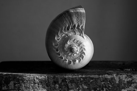 A black and white photograph of a chambered nautilus shell Nautilus pompilius shows a beautiful spiral pattern.の写真素材