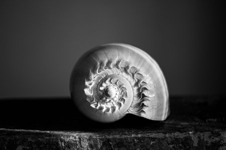A black and white photograph of a chambered nautilus shell Nautilus pompilius shows a beautiful spiral pattern.の写真素材