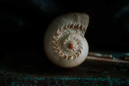 An image of a large empty ocean snail shell. Underwater animals. Seashells. Interior photo. Melo Diademの写真素材