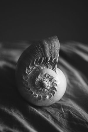 A black and white photograph of a chambered nautilus shell Nautilus pompilius shows a beautiful spiral pattern.の写真素材