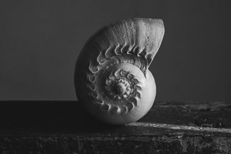 A black and white photograph of a chambered nautilus shell Nautilus pompilius shows a beautiful spiral pattern.の写真素材