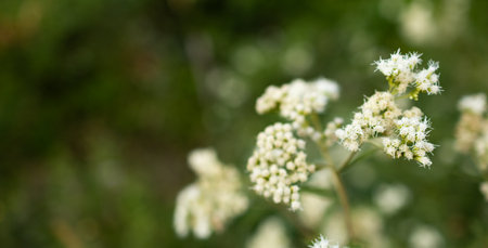 Out of focus green meadow background with light wildflowers in foreground. Copy space