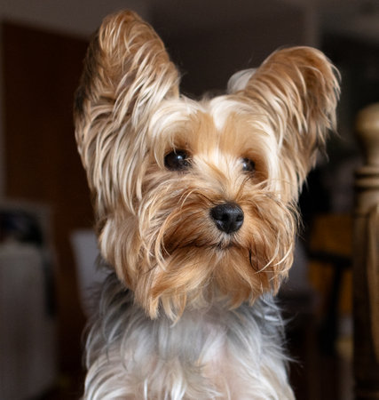Cute small yorkshire pet looking out and attentive. Dark background .