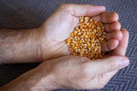 Young man showing yellow corn seeds in his hands. Close up picture