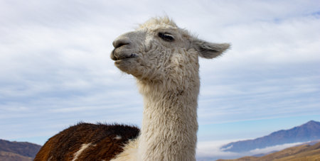 Close-up photo of a llama in the Calchaqui Valleys, Tucuman, Argentina.Eco tourism in the north of...