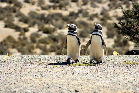 Small penguins on a sunny day. Spheniscus magellanicus.Close-up photo. Real photo. Horizontal shot for tourist promotion brochures in southern Argentina.の写真素材