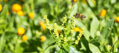 Wild flowers and fluttering bees. Beautiful landscape. Background for spring concept . Spring...