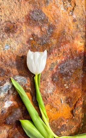 Zenital picture of white flower on a rough rust ground. Concept of opposite texturesの写真素材