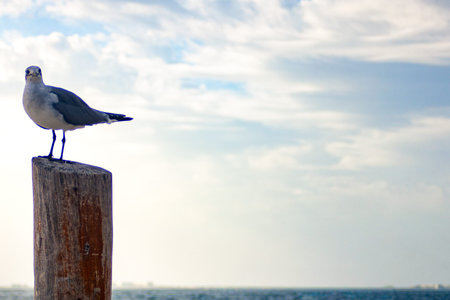 Seagull perching on a weathered wooden post, observing the vast calm ocean under a bright, partly...
