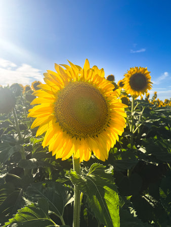 Bright sunflower in a bieautiful summer day.Vertical photo of sunflower field. Field of flowers in the countryside. Real picture used in rural product promotions