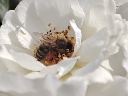 Macro close-up of a honey bee gathering pollen inside a white rose blossom. Detailed view of...