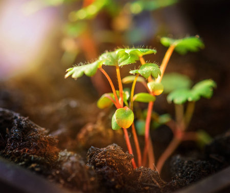 Young sprout in the ground in a sunlight. Spring seedlingの写真素材