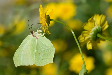 Beautiful green butterfly on green backgroundの写真素材